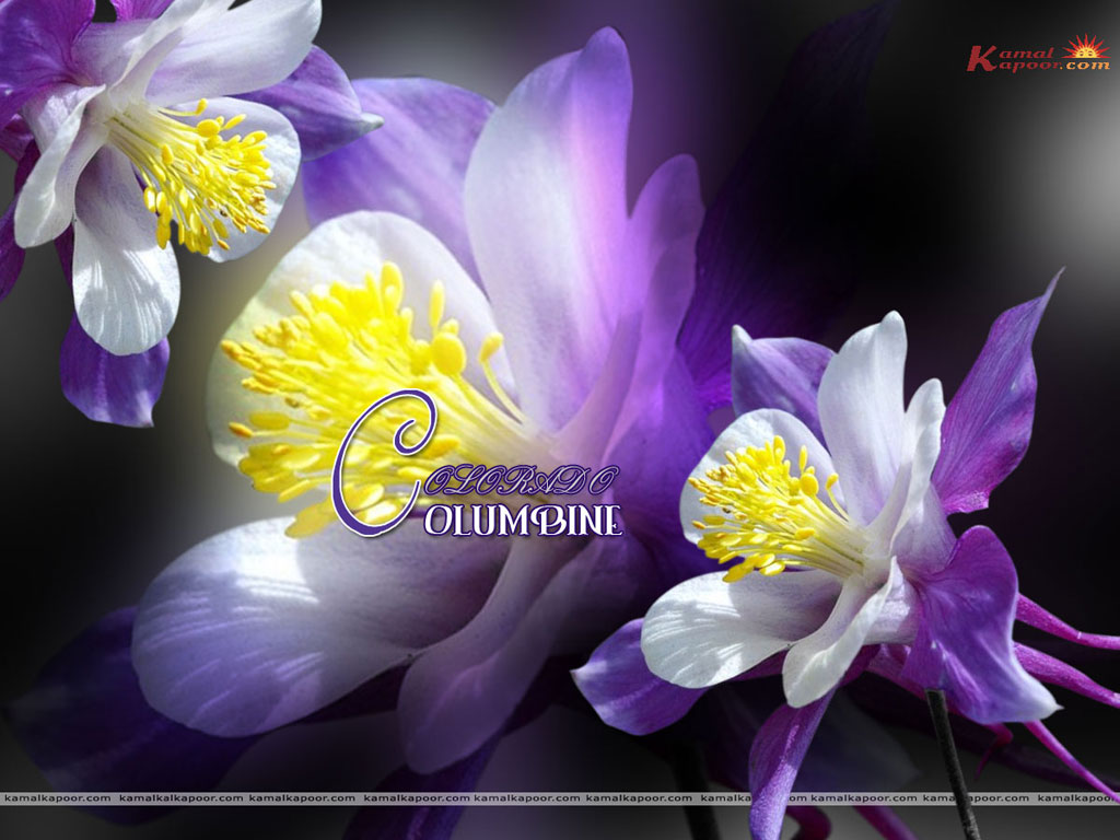 Colorado Columbine Wallpaper